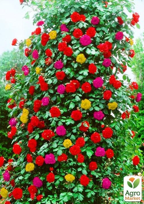 Роза плетистая, комплект из 3-х сортов "Пестроцветная" (Variegated), 3шт саженцев