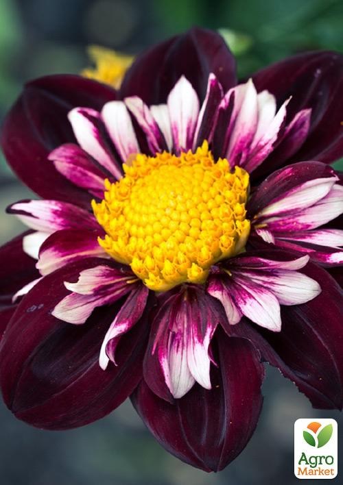 Георгина "Night Butterfly"