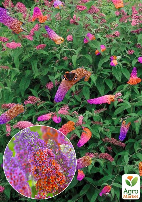 Буддлея Давида "Flower Power"