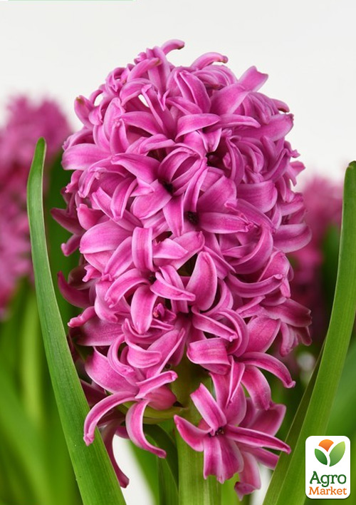 Гіацинт "Pink Pearl"