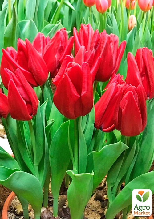 Тюльпан "Seadov" вкорінений - фото 6