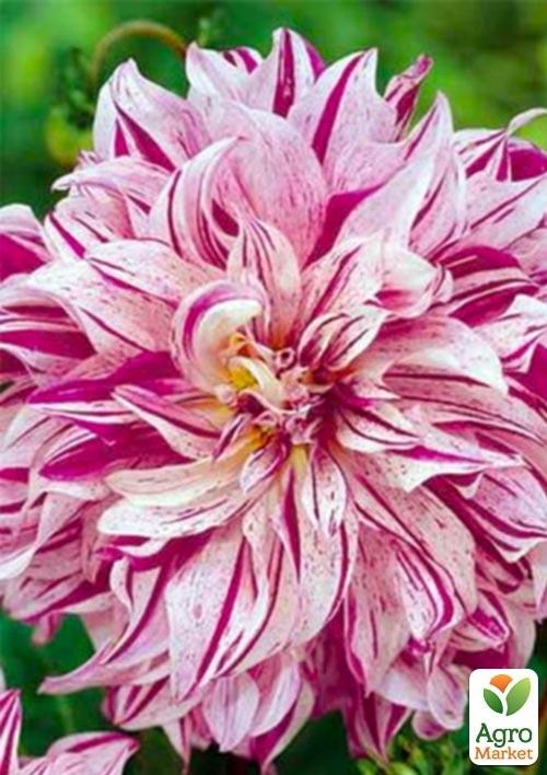 Георгина "Bristol Stripe"