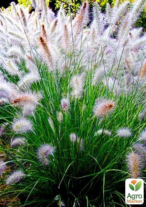 Пеннисетум (pennisetum alopecuroides) "Лисий хвост"