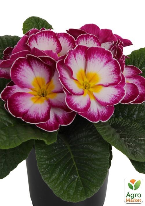 Примула первоцвет "Elcora Carmine" 