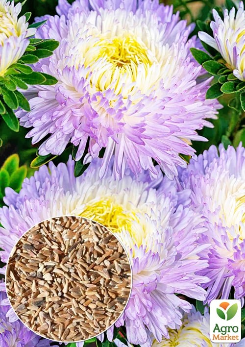 Айстра "Сива пані фіолетова" (Зипер) ТМ "Весна" 0,5г
