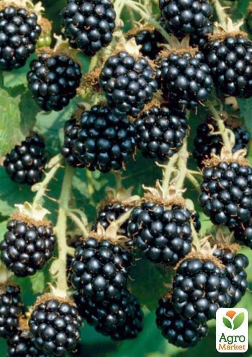 Ежевика ранне-средняя бесшипная "Лох Мери" (Loch Maree)