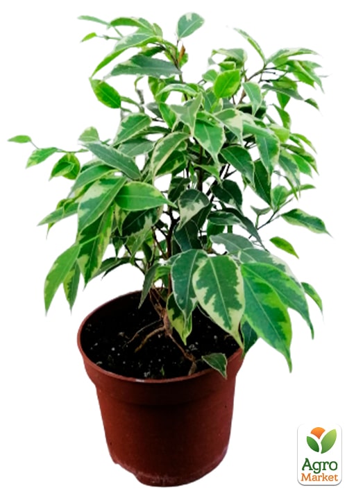 Фікус Бенджаміна варієгатний «Саманта» (Ficus benjamina Samantha) вазон Р9 - фото 5