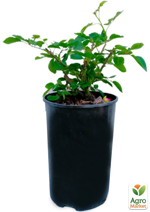 Роза в контейнере флорибунда "Rotkappchen" (саженец класса АА+) - фото 2