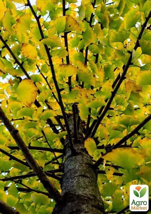 Гінкго білоба "дволопатеве" (вік 6 років) висота 1,5 метра
