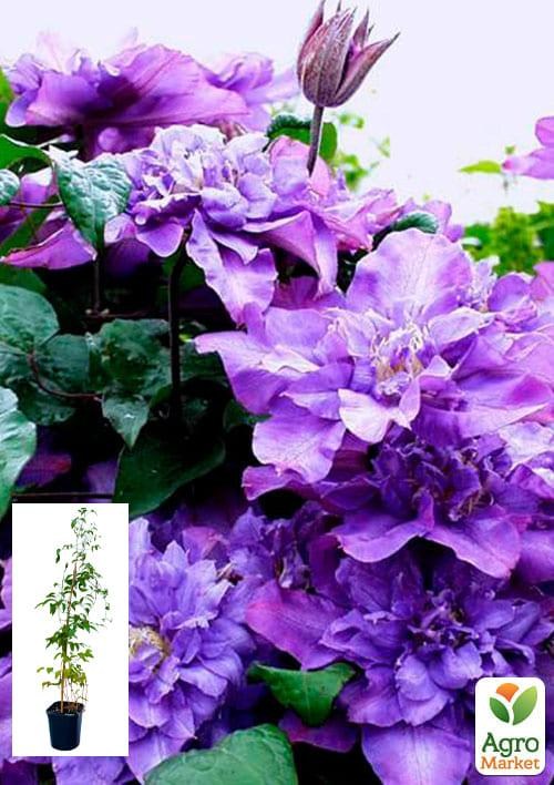 Клематис 3-х річний "Vyvyan Pennel" С2