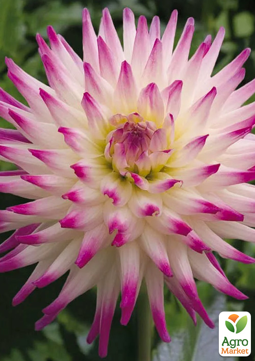 Георгина "Hayley Jane"