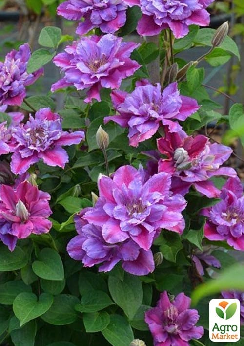 Клематис 2-х летний "Birthday girl" вазон С2 - фото 2