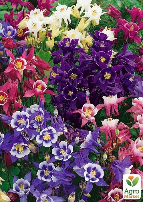 Аквилегия "Микс" 3шт - фото 2