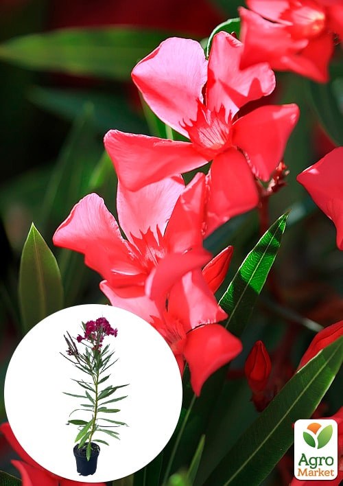 Олеандр 2-х летний "Hardy Red" (высота 40-60см)