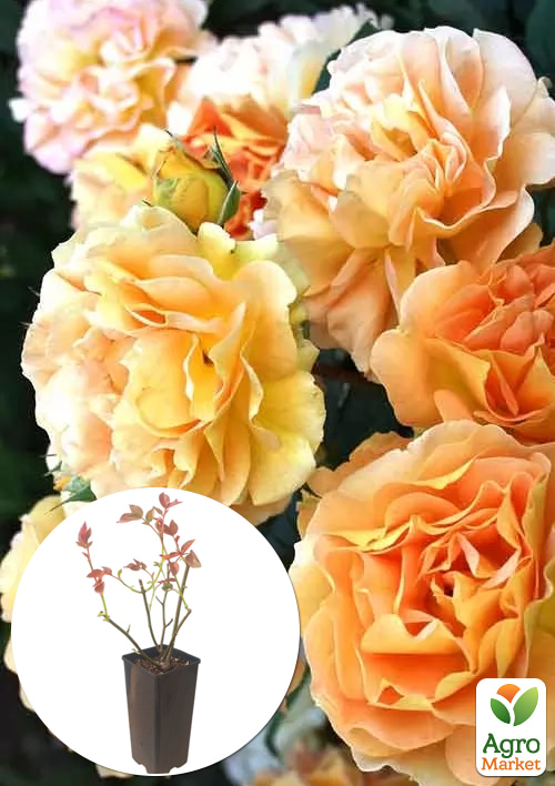 Роза английская "Excalibur" в контейнере, высший сорт