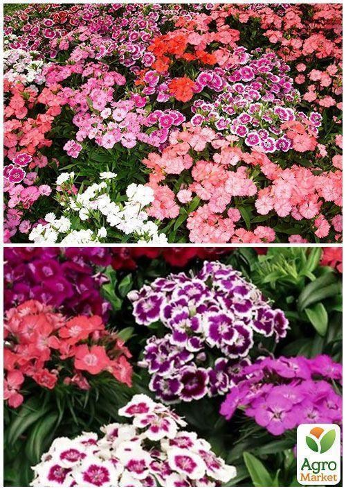 На развес Гвоздика турецкая смесь ТМ "Весна" цена за 1,5г - фото 2