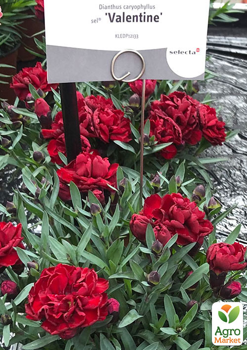 Гвоздика Махровая "Super Trouper Valentine" (контейнер № 10, высота 10 см)