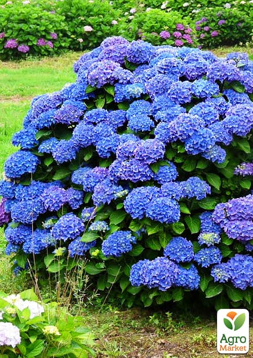 Гортензія крупнолиста "Renate Steiniger"