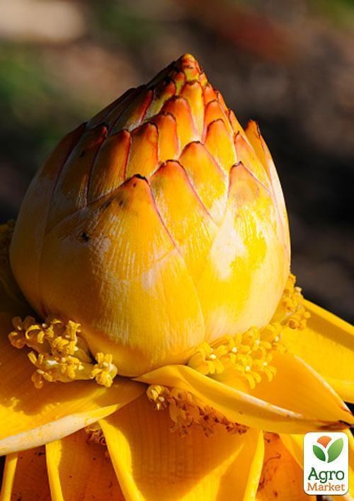 Золотий банановий лотос (Musella `Lasiocarpa`) - фото 2