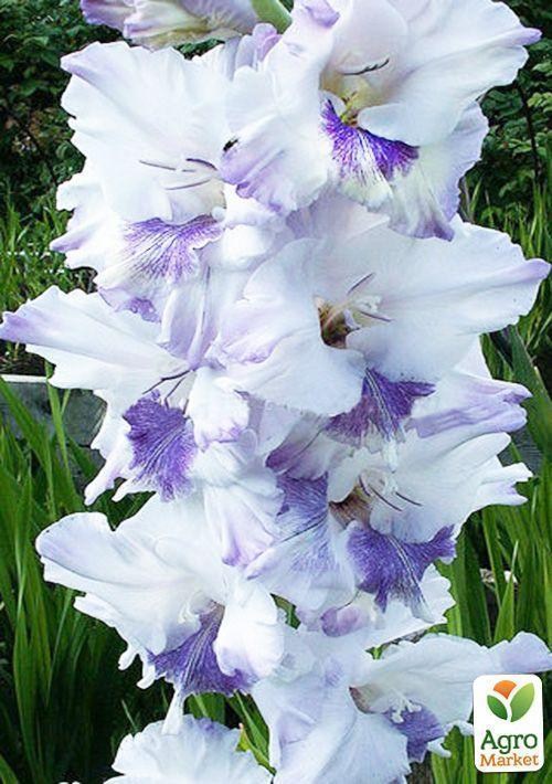 Гладіолус "Блакитний метелик"