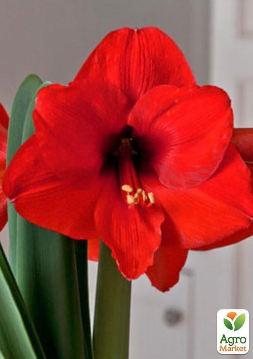 Амариллис "Красный красавец" ТМ"Vesna Exclusive" 10шт - фото 4