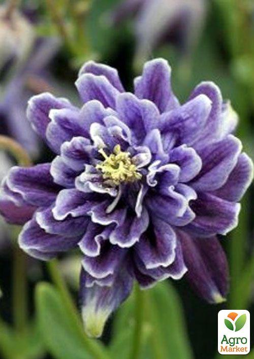 Аквилегия махровая "Christa Barlow" 1шт в упаковке - фото 4