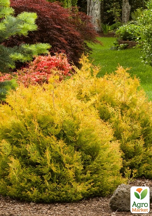 Туя західна "Rheingold" С2, висота 25-30см - фото 4