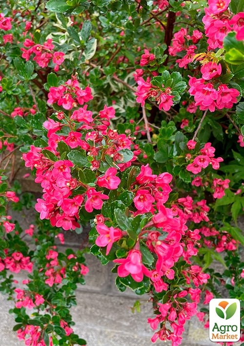 Ескалонія "Donard Radiance"