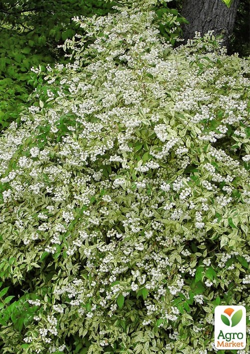 Дейция изящная "Variegata"  - фото 2