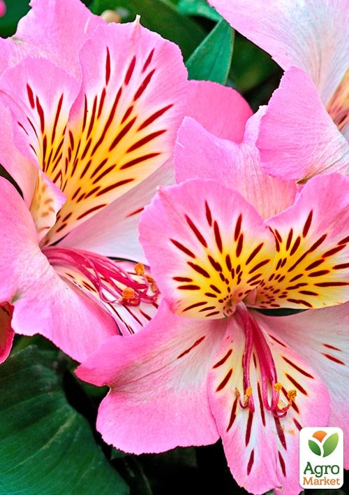 Альстромерія inticancha "Sunshine" (вирощено in-vitro) С1,5 - фото 5
