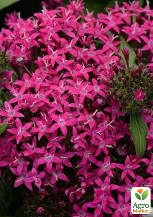 Пентас "Лаки Стар F1" виолет ТМ "Vesna Exclusive" 3шт