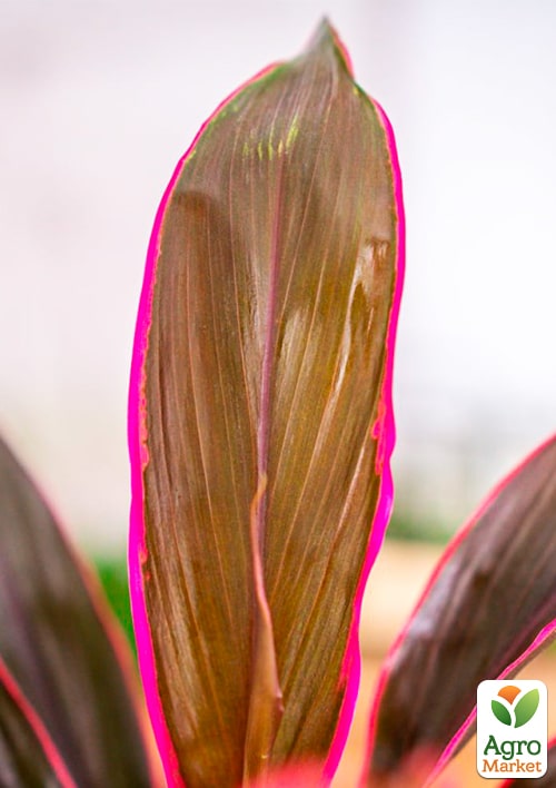 LMTD Кордилина "Tango" (высота 35-45см) - фото 9