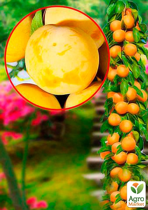 Слива колоновидная "Жёлтая"