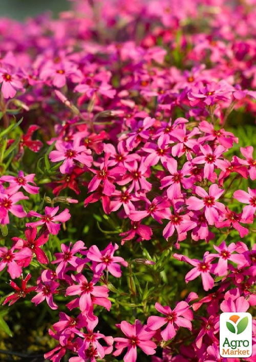 Флокс шилоподібний "Scarlet Flame" (квітковий килим)