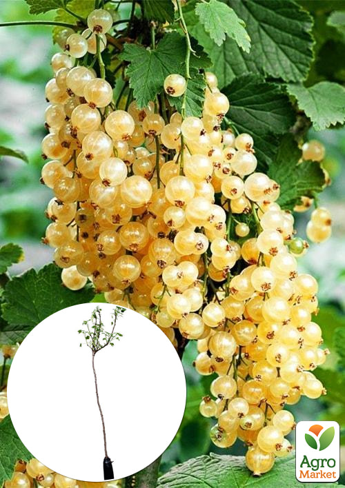 Порічка (смородина) на штамбі "Уайт Ютербог" (White Yuterbog) (середньо-раннього терміну дозрівання, великоплідний сорт)