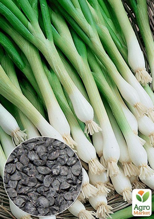 На вагу Цибуля на зелень "Токіо" ТМ "Весна" ціна за 3г