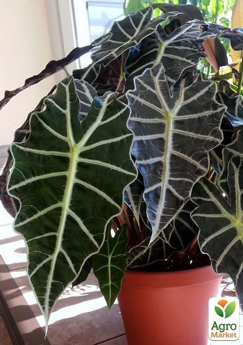 Алоказия "Красота в доме" (Alocasia Polly) дм 12 см  выс. 38 см