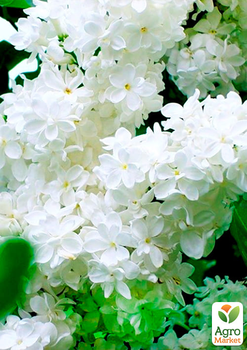 Сирень зеленовато-белая "Жанна д’Арк" (Jeanne D`Arc) - фото 5