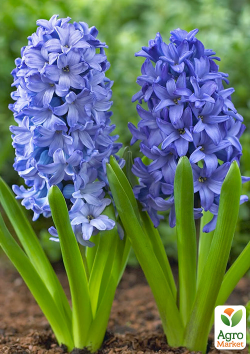 Гіацинт "Aqua" - фото 5