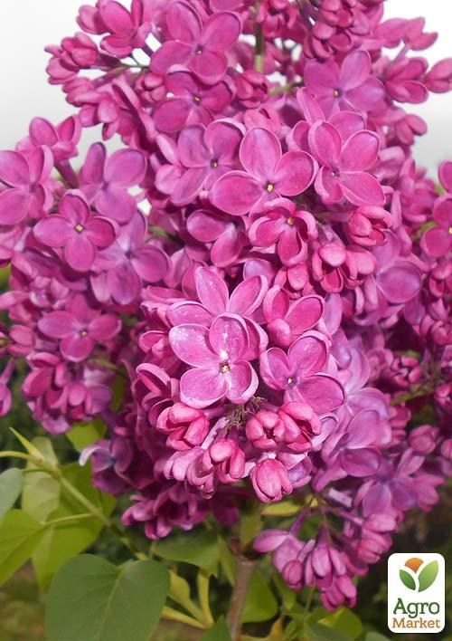 Сирень маджентовая "Знамя Ленина" (banner of Lenin)