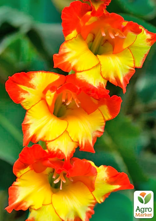 Гладіолус "Princess Margaret Rose" - фото 2