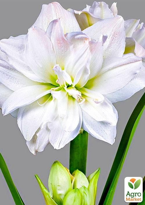 Гиппеаструм махровый "White Nymph" (Амариллис) 1шт в упаковке
