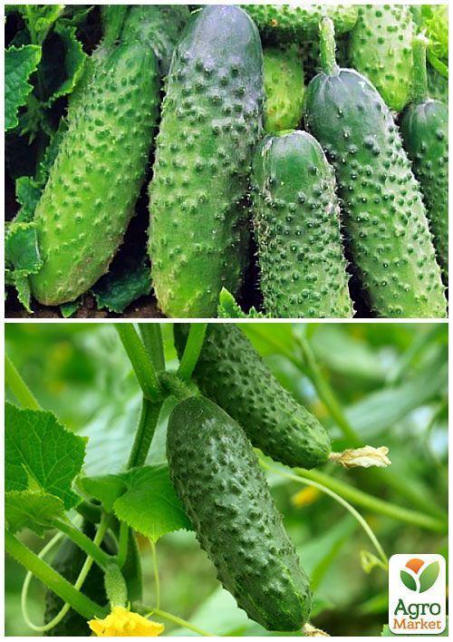 На вагу Огірок "Джерело" ТМ "Весна" ціна за 2г - фото 4