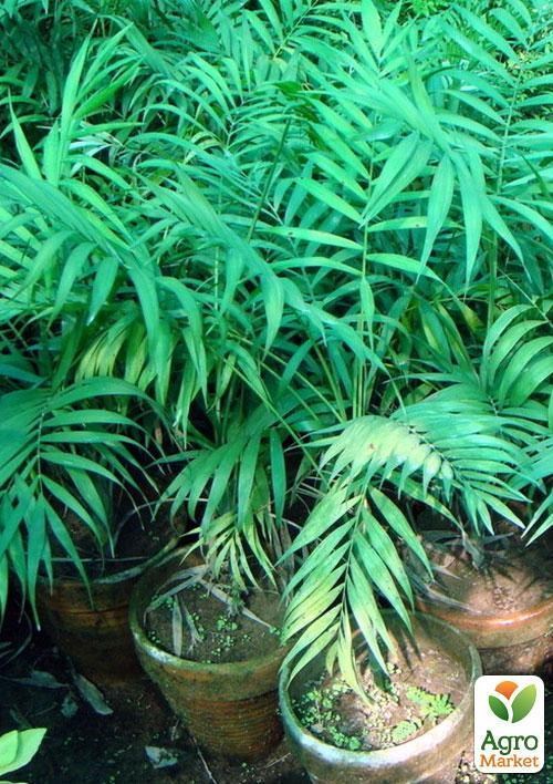 Хамедорея изящная "Зеленая фея" (Chamaedorea elegans) дм 9 см выс. 35 см