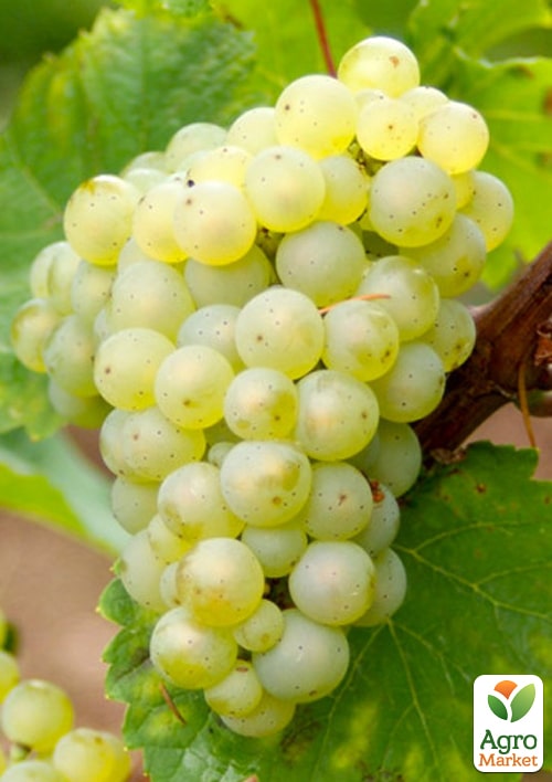 LMTD Виноград "Riesling" (сортовой, укорененный)