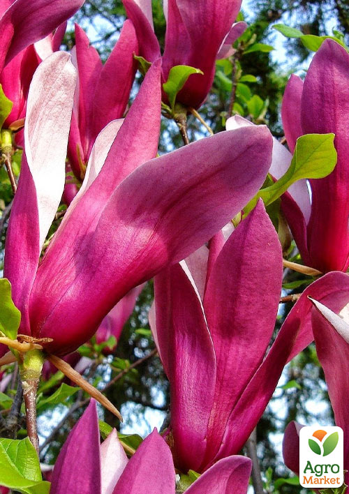 Магнолія гібридна "Susan"