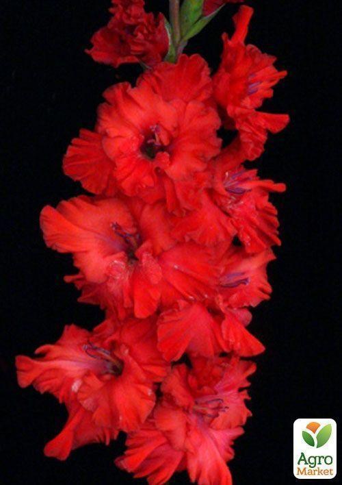 Гладиолус "Ностальгия"