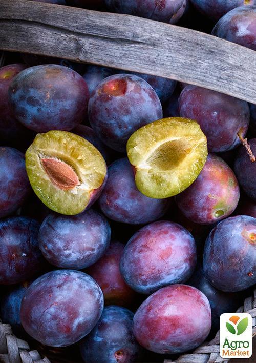 Слива "Анна Шпет" (осенний сорт, поздний срок созревания)