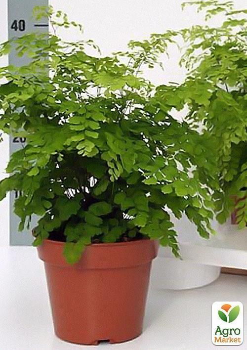 Адиантум Фрагранс "Adiantum Fragrans" дм 17 см выс. 40 см