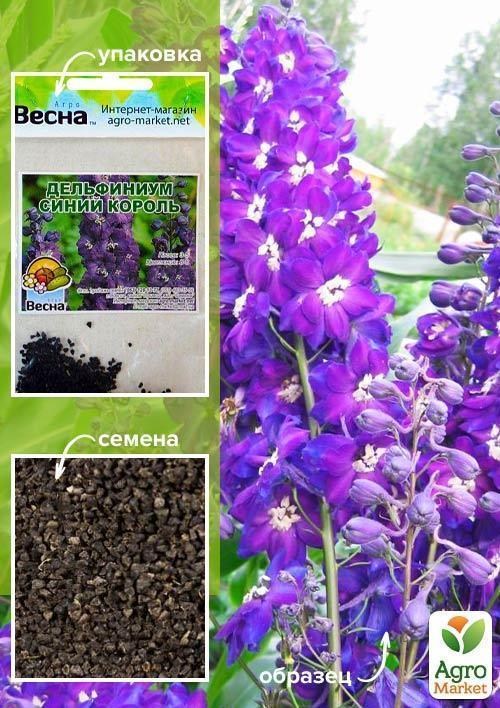 Дельфініум "Синій Король" (Зипер) ТМ "Весна" 1г